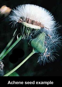 Achene Seed Example
