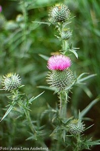 Bull thistle main