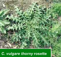 C vulgare thorny rosette